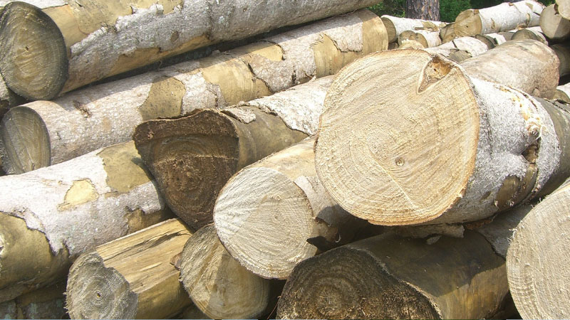 Paulownia’s Potential Within The Lumber Market