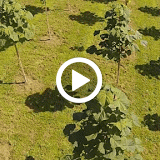 19.09.2014 Dronen Aufnahmen - Plantage Lindau