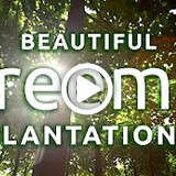 treeme - Beautiful treeme Planations